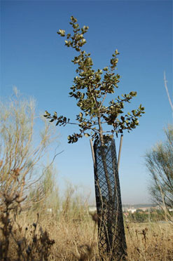 Quercus coccifera en repoblación